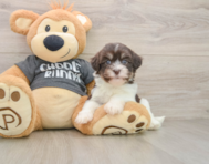 5 week old Havanese Puppy For Sale - Florida Fur Babies