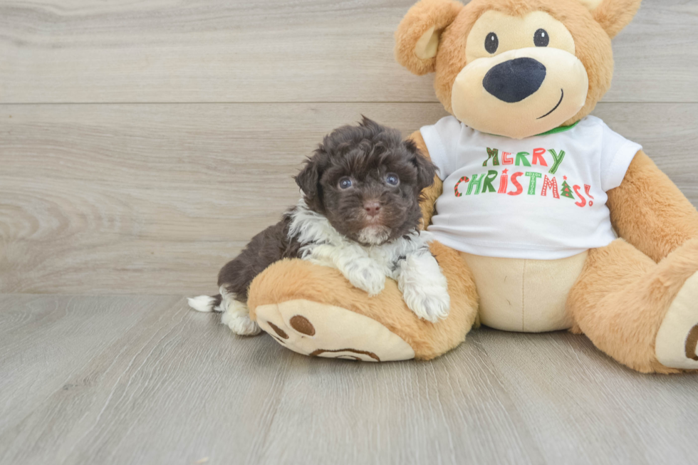 Popular Havanese Baby