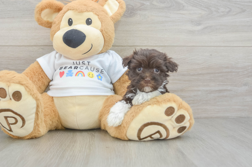 7 week old Havanese Puppy For Sale - Florida Fur Babies