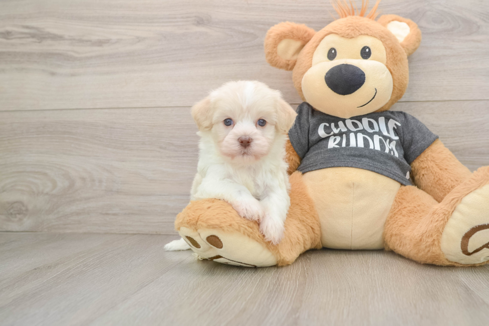 Best Havanese Baby