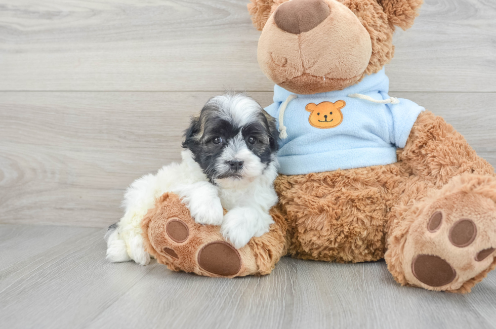 6 week old Havanese Puppy For Sale - Florida Fur Babies
