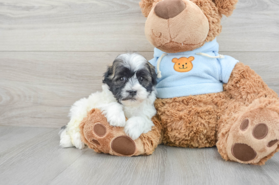 Playful Havanese Purebred Pup