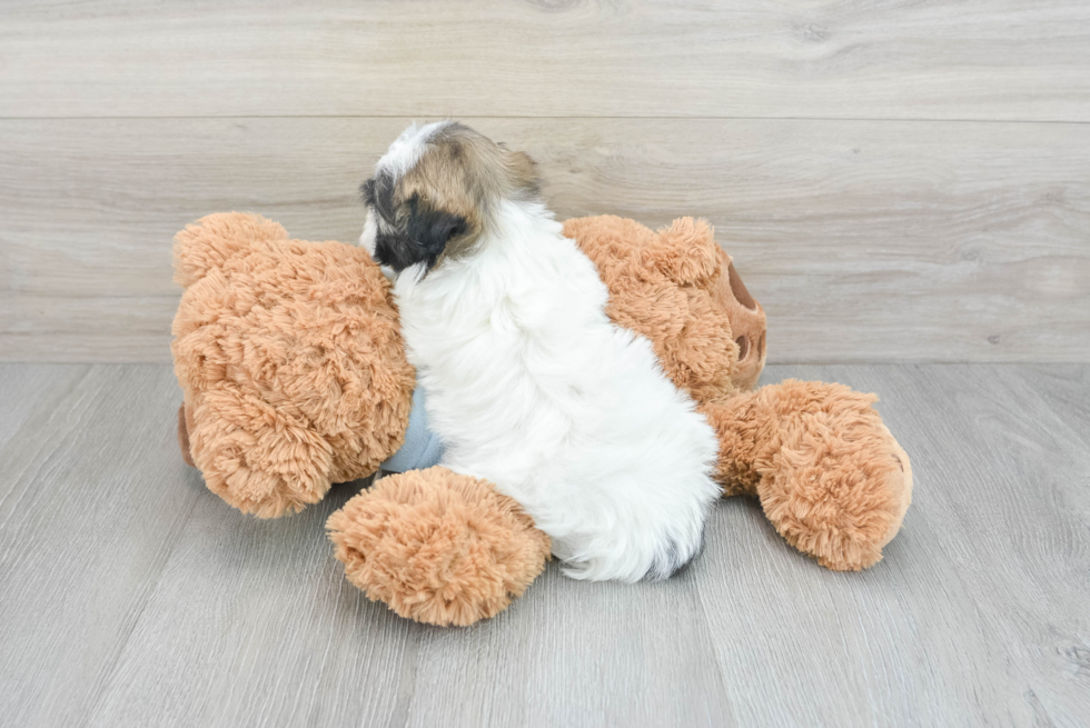 Havanese Pup Being Cute
