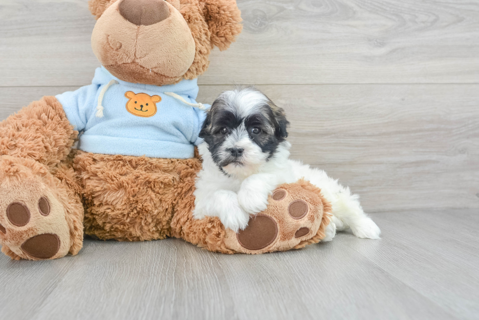 Best Havanese Baby