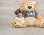 5 week old Havanese Puppy For Sale - Florida Fur Babies