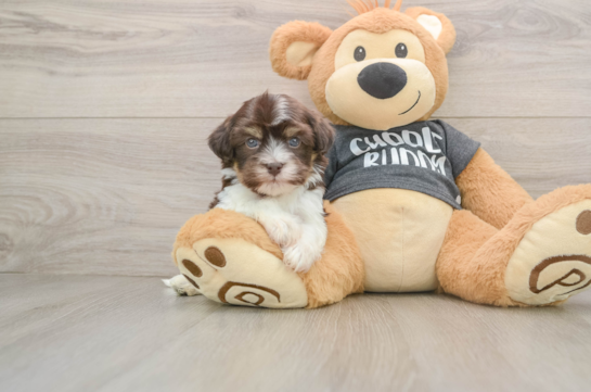 Hypoallergenic Havanese Baby