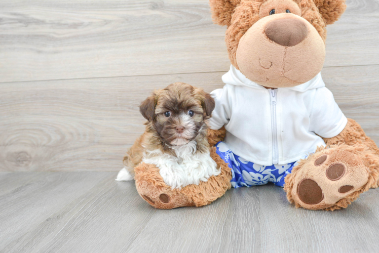 Happy Havanese Purebred Puppy
