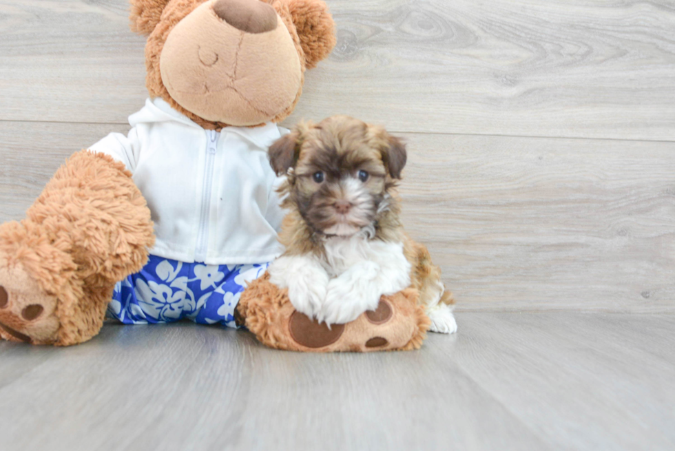 Small Havanese Purebred Pup