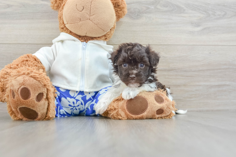 5 week old Havanese Puppy For Sale - Florida Fur Babies