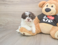6 week old Havanese Puppy For Sale - Florida Fur Babies