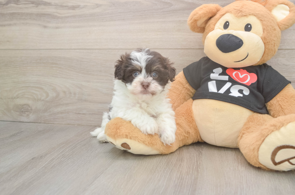 6 week old Havanese Puppy For Sale - Florida Fur Babies