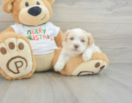 5 week old Havanese Puppy For Sale - Florida Fur Babies