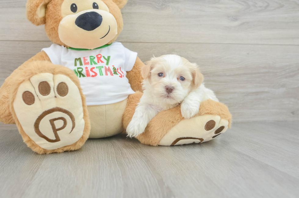 5 week old Havanese Puppy For Sale - Florida Fur Babies