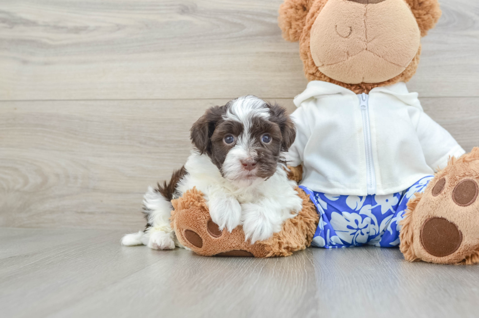 5 week old Havanese Puppy For Sale - Florida Fur Babies