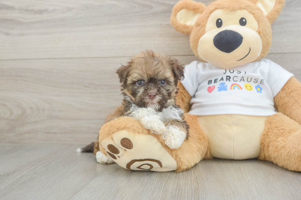 7 week old Havanese Puppy For Sale - Florida Fur Babies