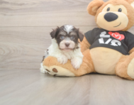6 week old Havanese Puppy For Sale - Florida Fur Babies