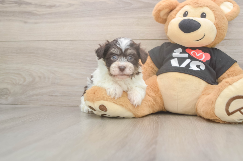 6 week old Havanese Puppy For Sale - Florida Fur Babies