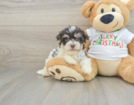 5 week old Havanese Puppy For Sale - Florida Fur Babies