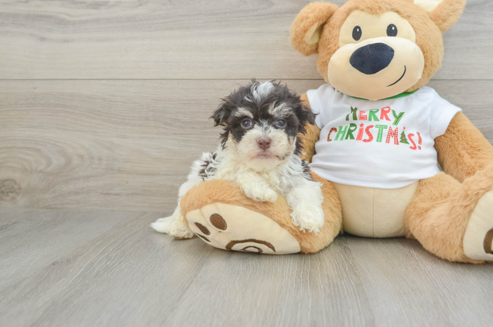 5 week old Havanese Puppy For Sale - Florida Fur Babies