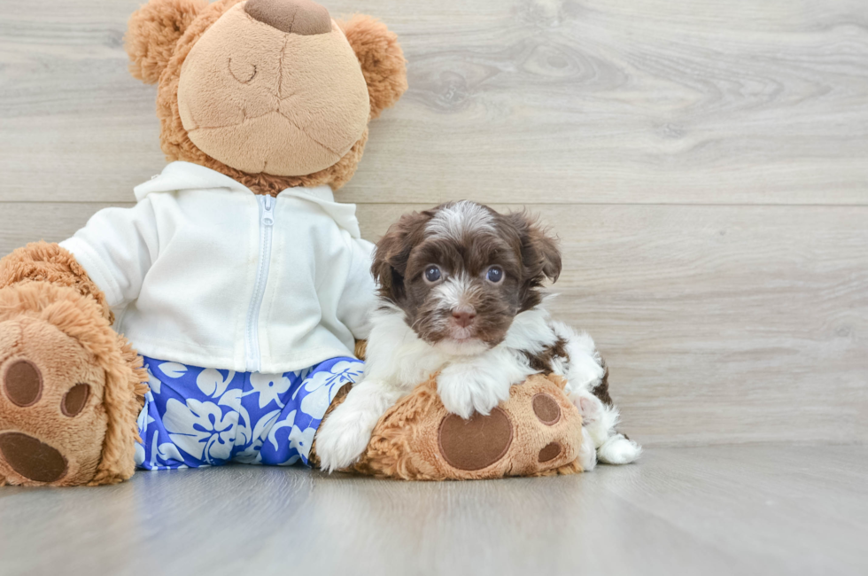 5 week old Havanese Puppy For Sale - Florida Fur Babies