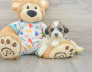 5 week old Havanese Puppy For Sale - Florida Fur Babies
