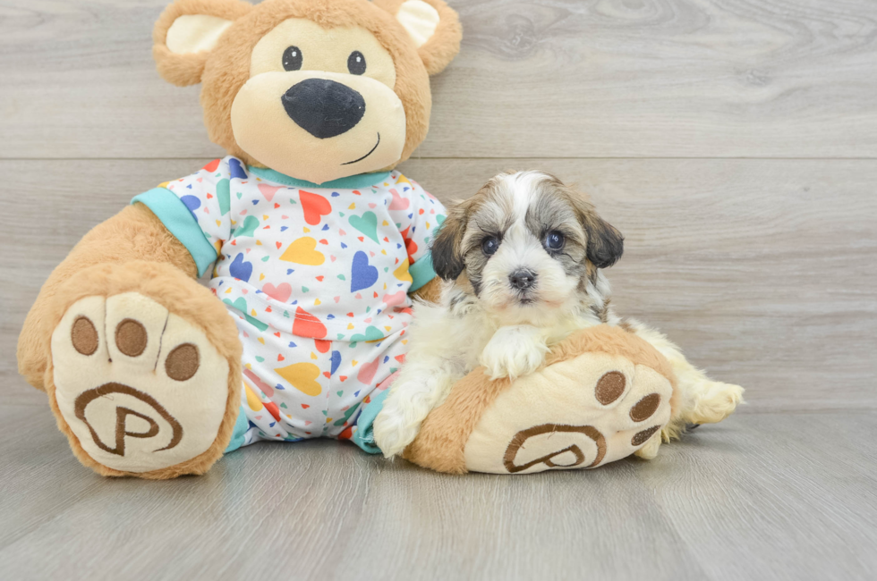6 week old Havanese Puppy For Sale - Florida Fur Babies