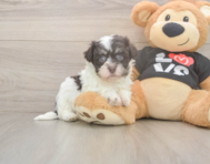 6 week old Havanese Puppy For Sale - Florida Fur Babies