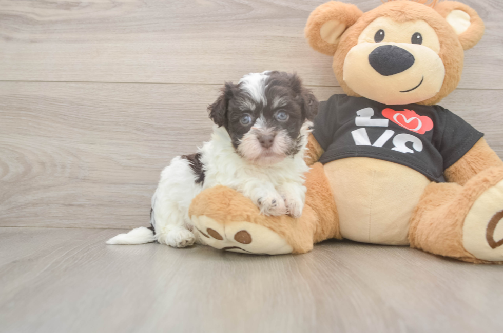 6 week old Havanese Puppy For Sale - Florida Fur Babies