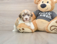 5 week old Havanese Puppy For Sale - Florida Fur Babies