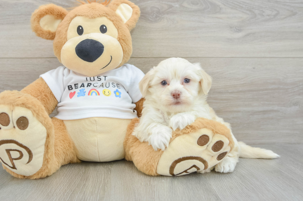 6 week old Havanese Puppy For Sale - Florida Fur Babies
