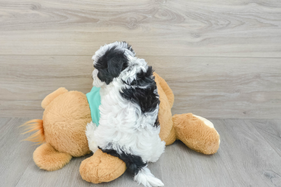 Havanese Naive 2lb 8oz Purebred Puppy