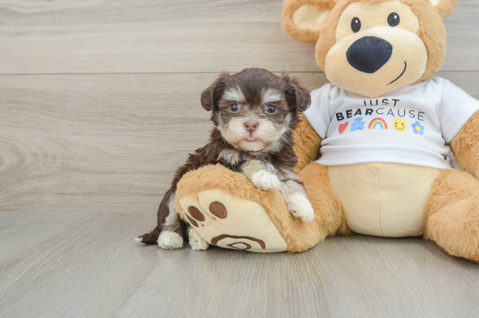 6 week old Havanese Puppy For Sale - Florida Fur Babies