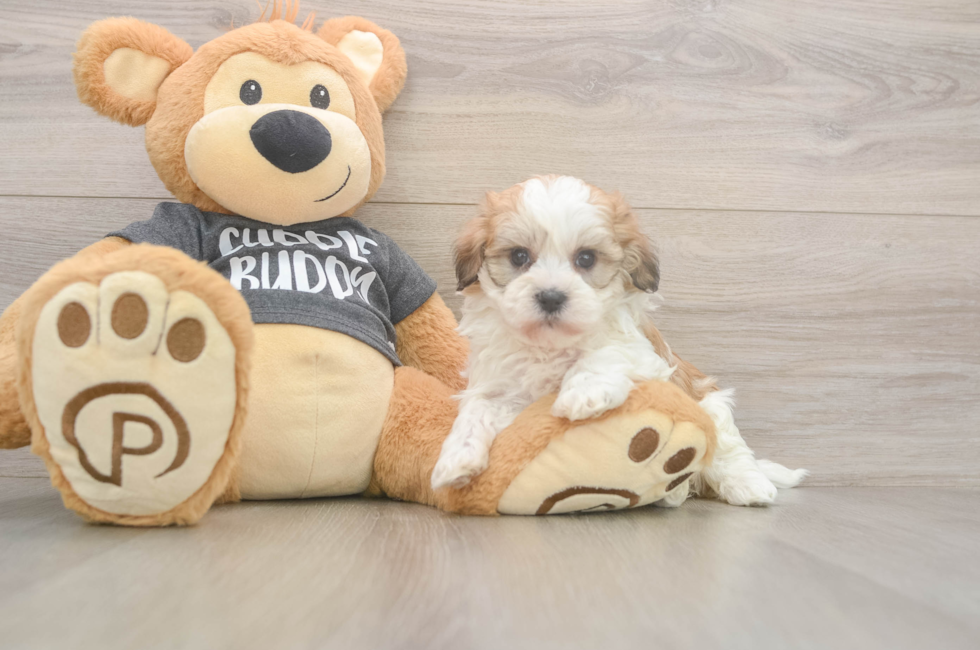 5 week old Havanese Puppy For Sale - Florida Fur Babies