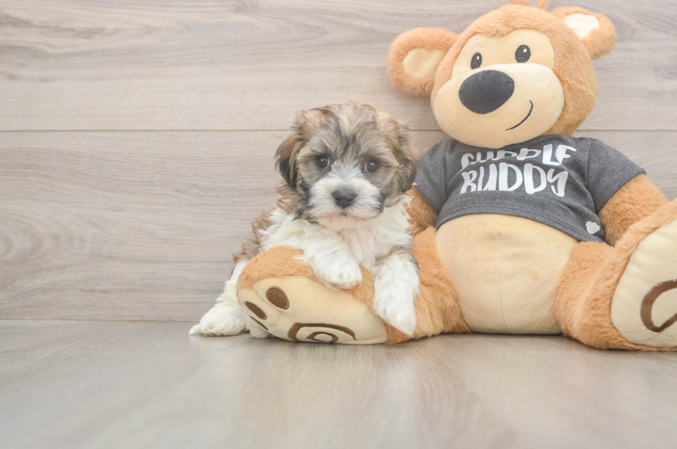 5 week old Havanese Puppy For Sale - Florida Fur Babies