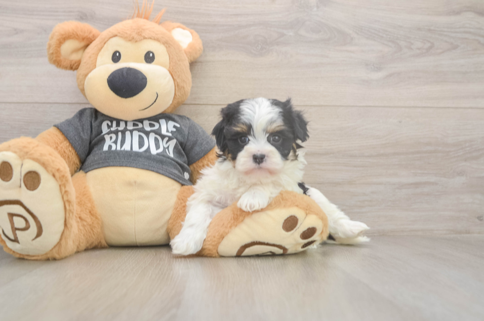 5 week old Havanese Puppy For Sale - Florida Fur Babies