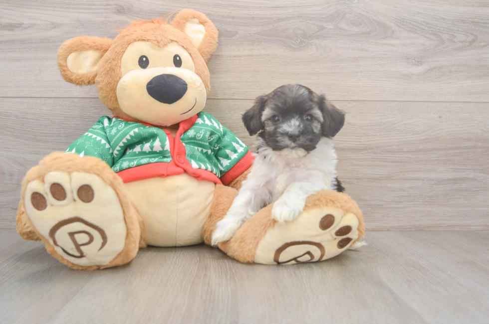 5 week old Havanese Puppy For Sale - Florida Fur Babies