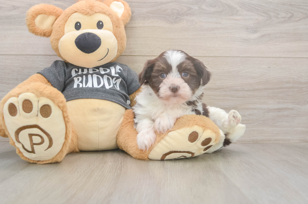 5 week old Havanese Puppy For Sale - Florida Fur Babies