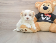 5 week old Havanese Puppy For Sale - Florida Fur Babies