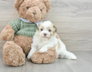 6 week old Havanese Puppy For Sale - Florida Fur Babies