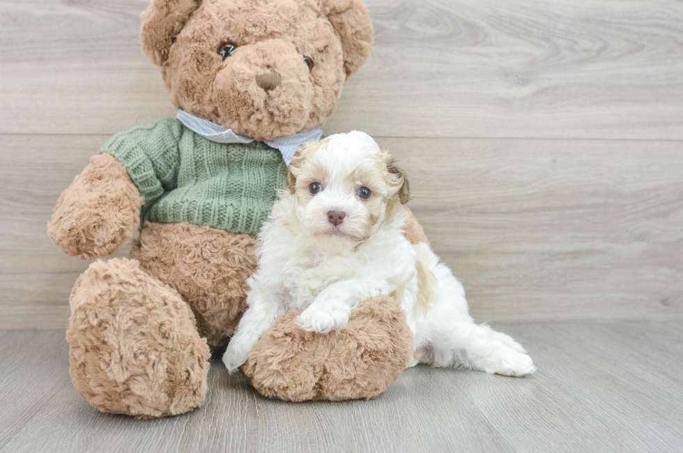 6 week old Havanese Puppy For Sale - Florida Fur Babies