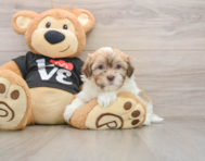 5 week old Havanese Puppy For Sale - Florida Fur Babies