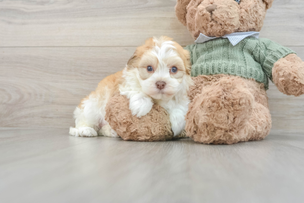 Havanese Pup Being Cute