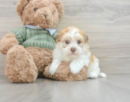 6 week old Havanese Puppy For Sale - Florida Fur Babies