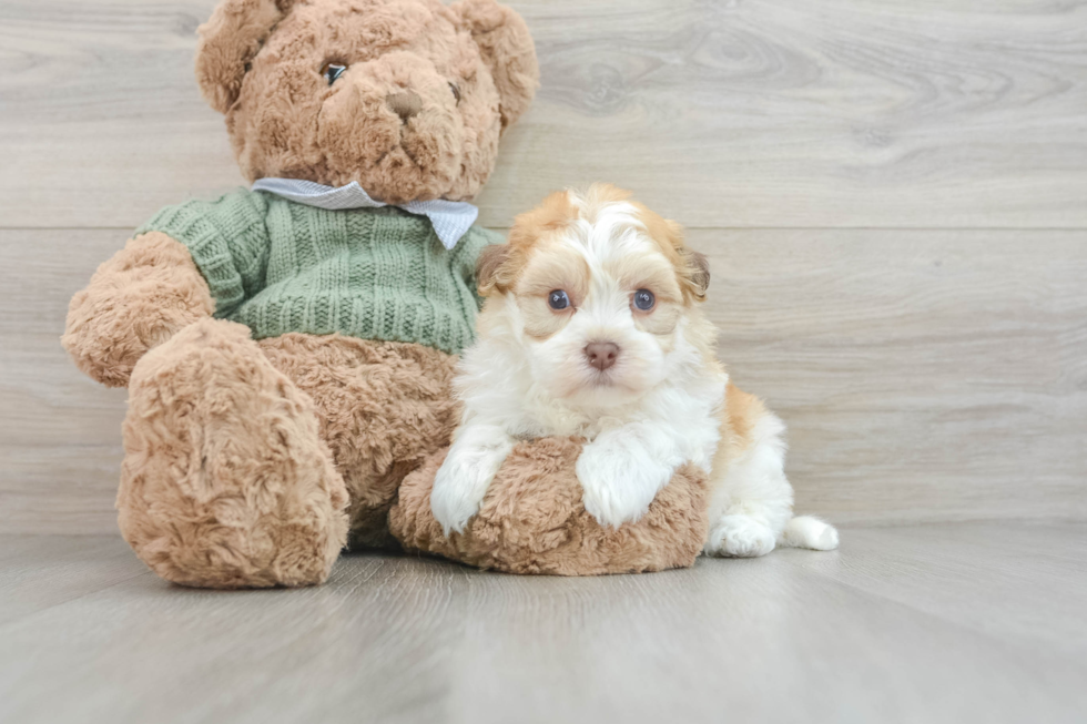 Energetic Bichon Habanero Purebred Puppy