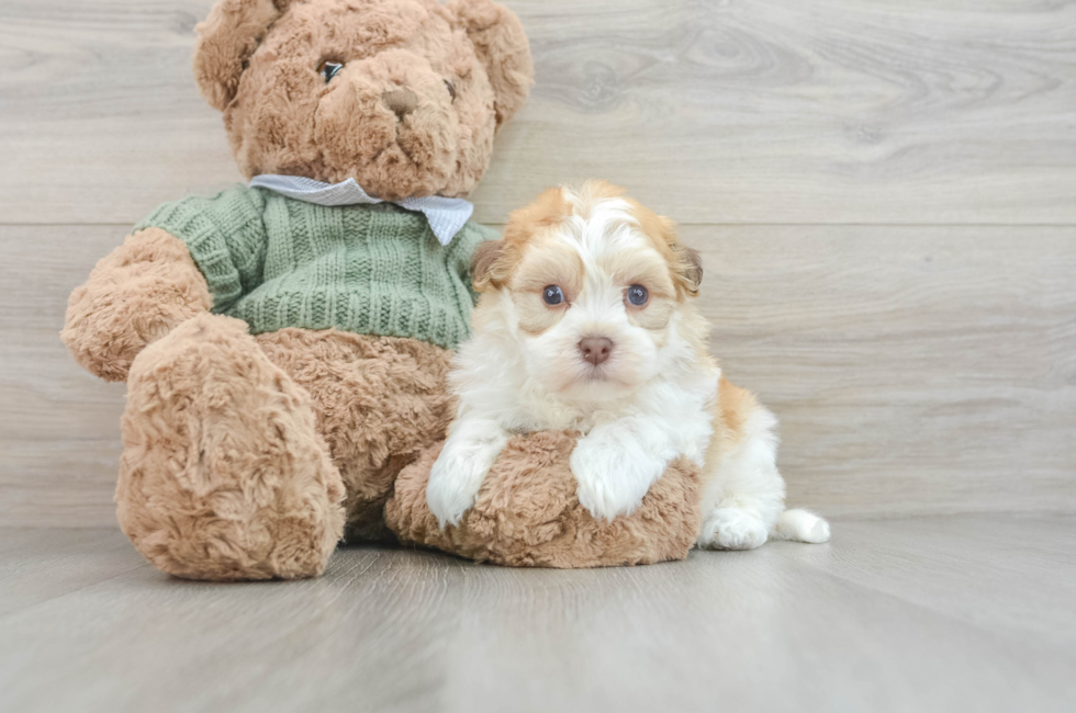 6 week old Havanese Puppy For Sale - Florida Fur Babies