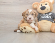 7 week old Havanese Puppy For Sale - Florida Fur Babies