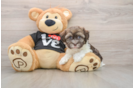 Havanese Pup Being Cute