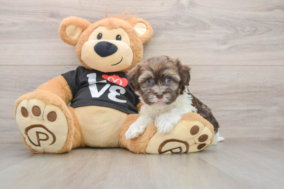 Havanese Pup Being Cute