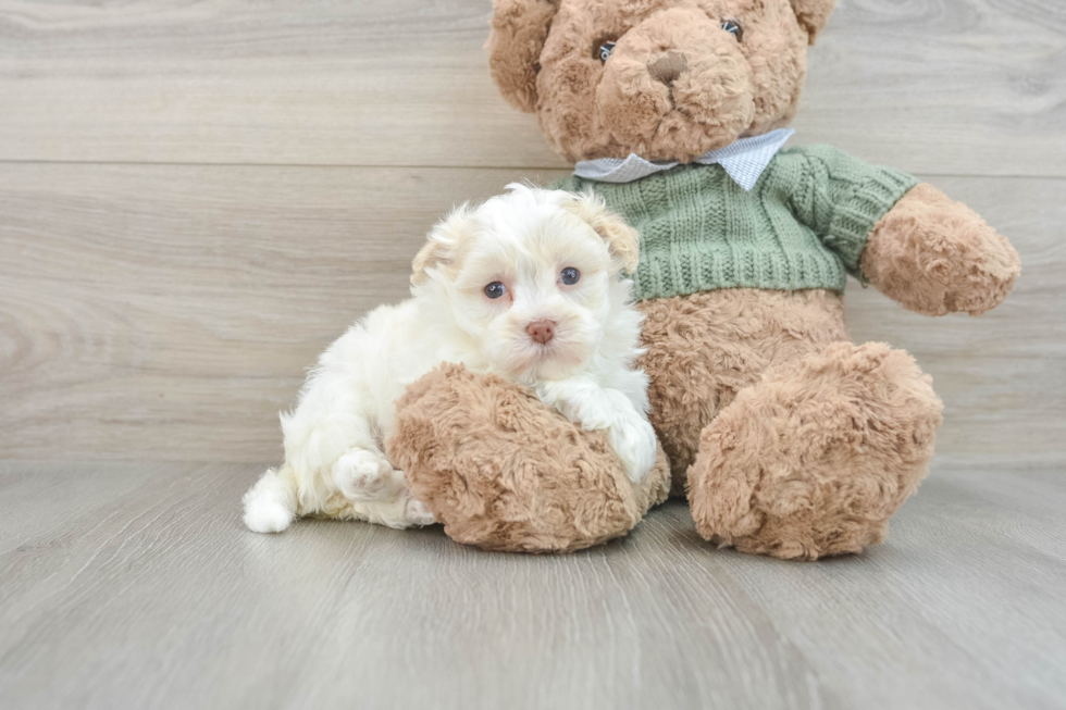 Little Havanese Purebred Pup