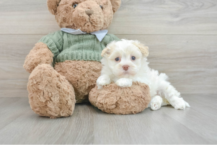 Hypoallergenic Havanese Purebred Pup